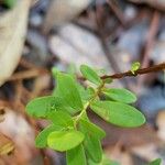 Hypericum hypericoides Листок