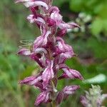 Anacamptis coriophora Květ