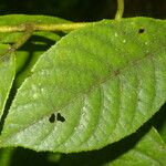 Siparuna thecaphora Leaf