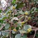 Grewia occidentalis Fruit