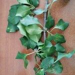 Pisonia aculeata पत्ता