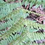 Dryopteris intermedia Otro