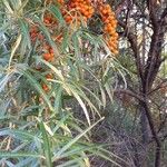 Hippophae rhamnoides Плод