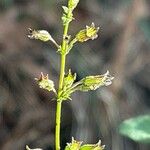 Clinopodium menthifolium ফুল