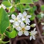 Prunus mahaleb Blüte