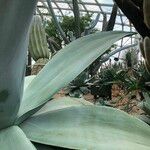 Agave guiengola Blad