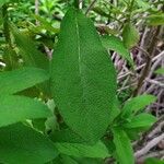 Salvia somalensis Hoja