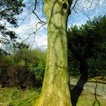 Platanus × hispanica Bark