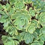 Aeonium lancerottense Blatt