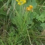 Helenium amarum Habitus