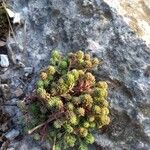 Sedum rupestre 整株植物