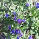 Echium vulgareFlors