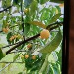 Fortunella japonica Frunză
