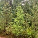 Larix decidua Leaf