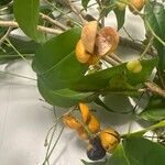 Harpullia arborea Fruit