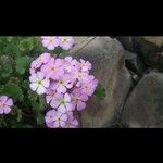 Androsace alpina Flor