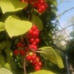 Schisandra chinensis Fruchs