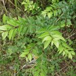 Ligustrum robustum Hoja