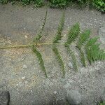 Pteridium revolutum عادت داشتن