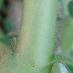 Euphorbia marginata Coajă