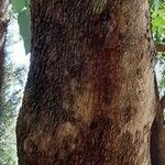 Eucalyptus polyanthemos Escorça