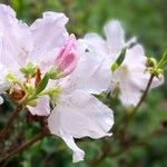 Rhododendron schlippenbachii Blatt