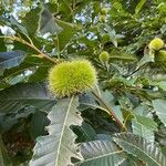 Castanea crenata Φρούτο