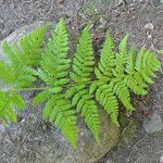 Dryopteris expansa Lehti