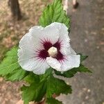 Hibiscus syriacusBlomma