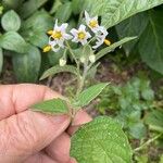 Solanum douglasii ᱵᱟᱦᱟ