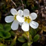 Diapensia lapponica Цвят