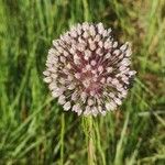 Allium polyanthum Цвят