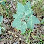 Physalis mollis Blad