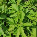 Solanum bahamense Hoja