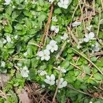 Veronica repens Flower