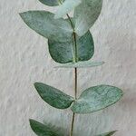 Eucalyptus cinerea Deilen