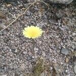 Malacothrix glabrata Flower