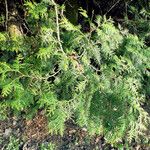 Thuja koraiensis आदत