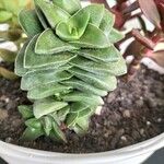 Crassula perforata Folha