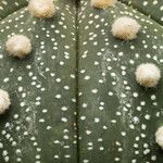 Astrophytum asterias Leaf