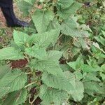 Urtica massaica Leaf