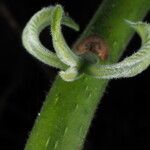 Turnera ulmifolia その他の提案
