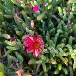 Malephora crocea 花