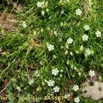 Sagina saginoides Habit