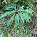 Blechnum spicant 整株植物