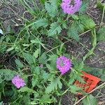 Verbena canadensis പുഷ്പം