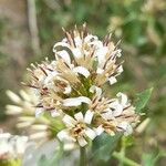 Proustia cuneifolia Flor
