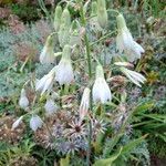 Galtonia candicans Flower