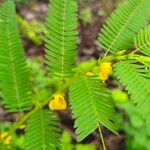 Chamaecrista nictitans Çiçek