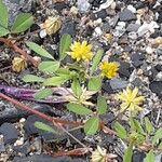 Trifolium dubium Цветок